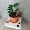 Yeşil yapraklar ve küçük kürekle süslenmiş saksı şeklinde pasta